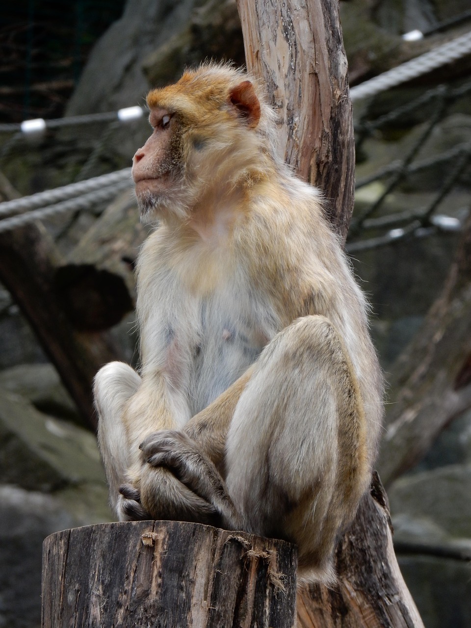 天线宝宝下载免费版官方版下载-天线宝宝下载_最新版下载v.7.65.51-安卓版